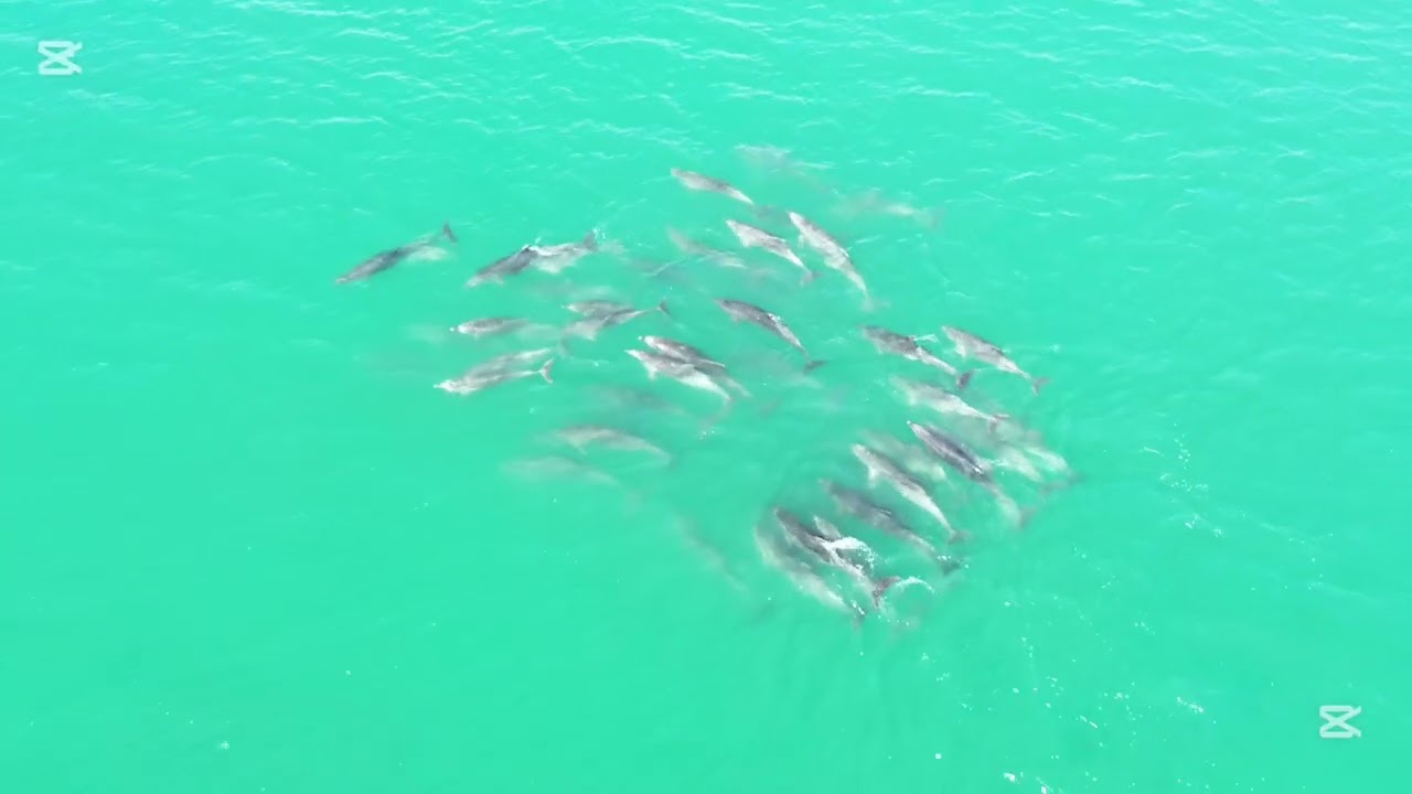 Large pod of dolphins in Glandore Harbour, West Cork, Ireland.