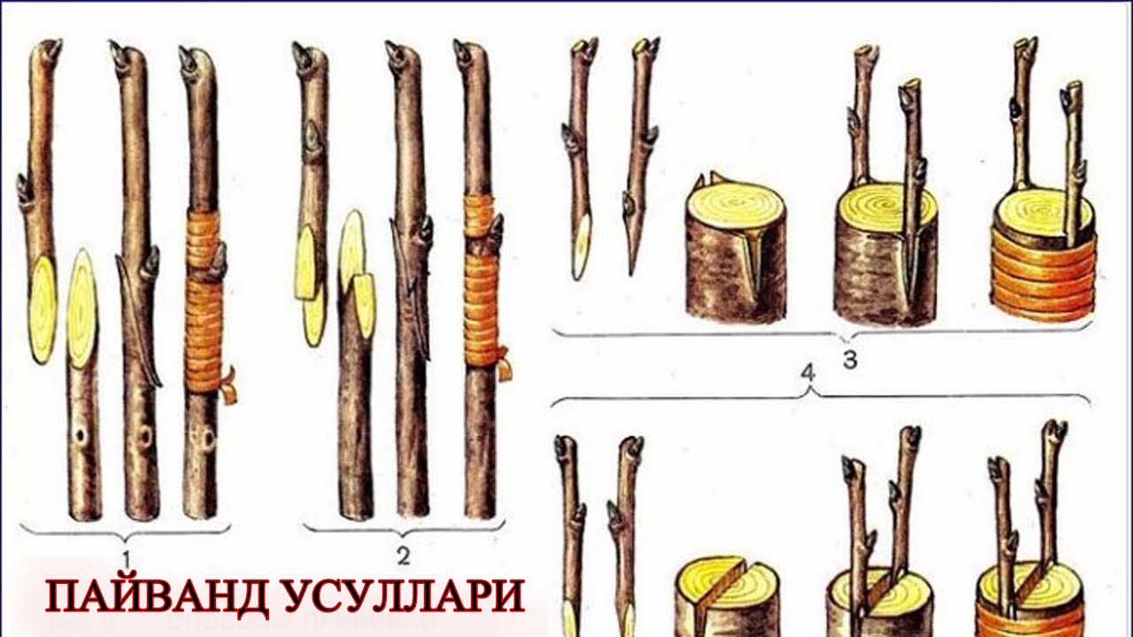 Ўрик пайванд.O'rik  payvand.Apricot grafting.Grafting apricot trees