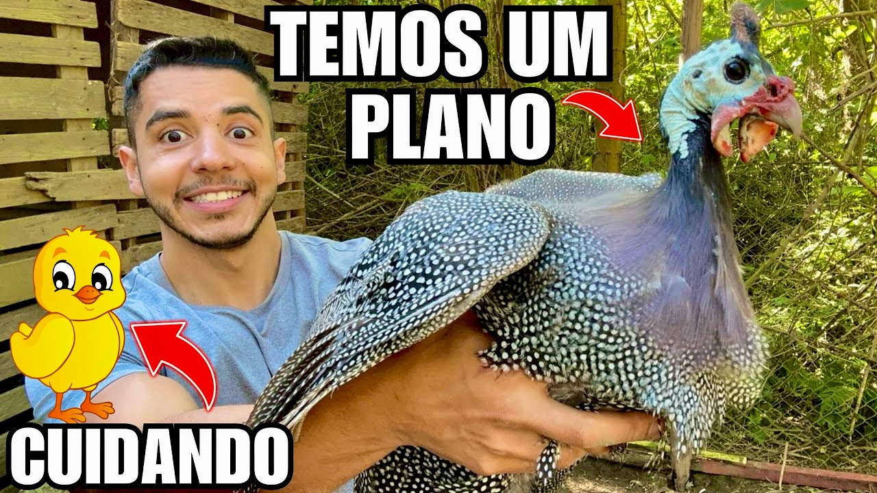 O que fazer antes de Soltar a Galinha Da Angola pra ela NÃO FUGIR | Aves Recriar