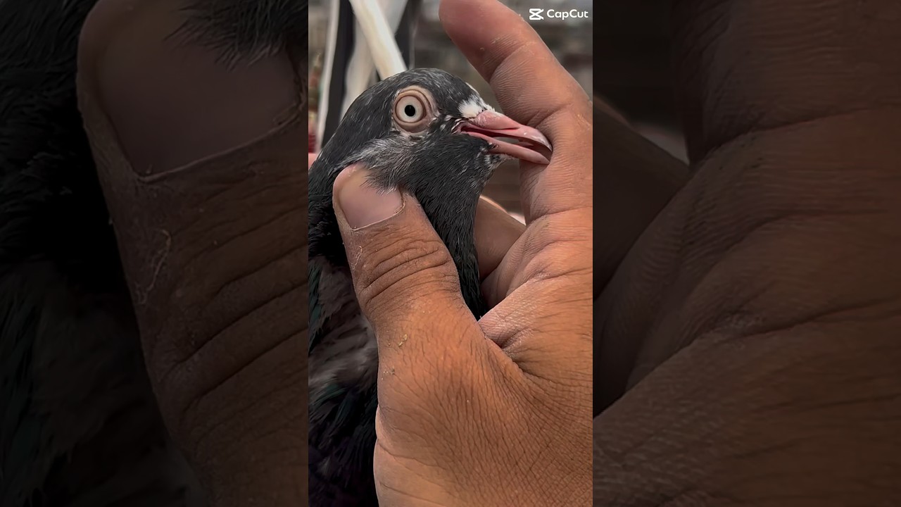#pigeon