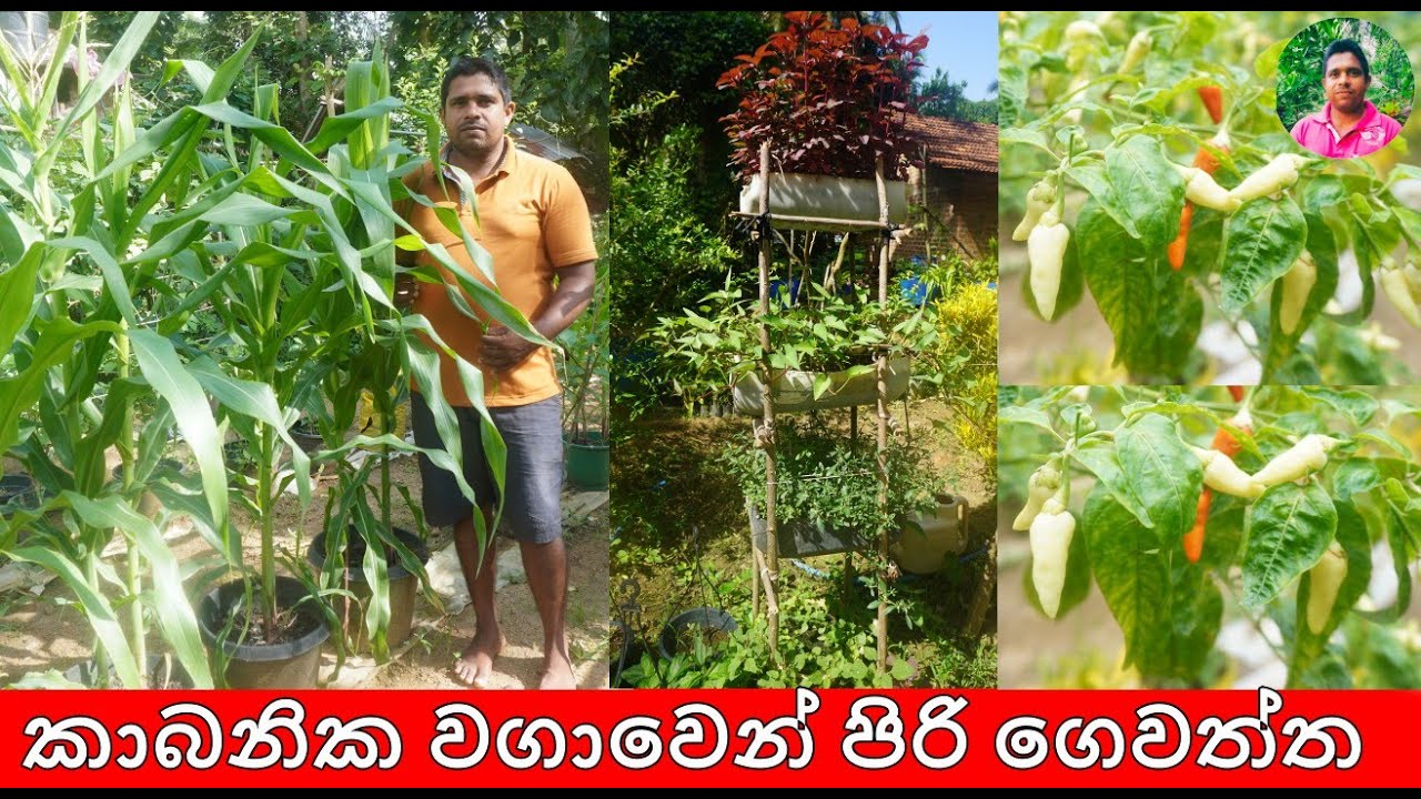 කාබනික වගාවෙන් පිරි ගෙවත්ත අද Organic gardening today