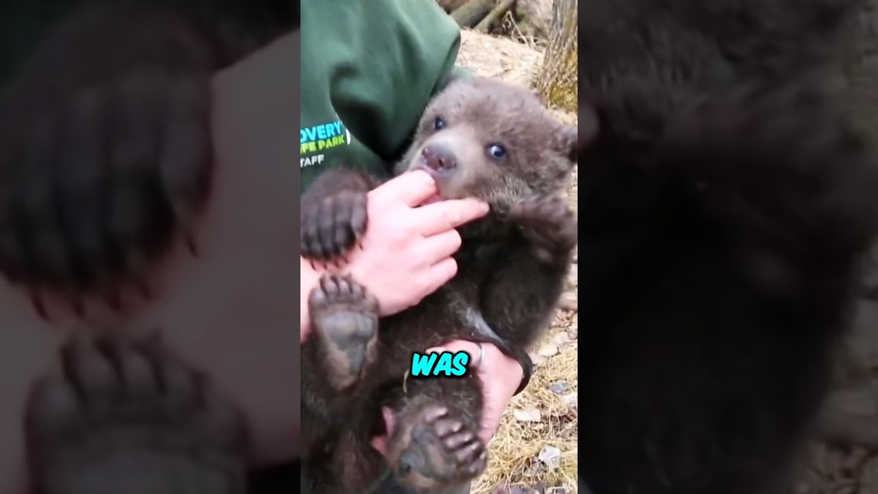 Bear cub was adopted and raised by a man #shorts #animals #rescue