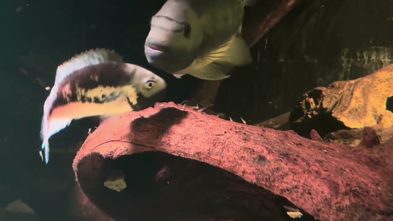 tomocichla sieboldii Rio Esti