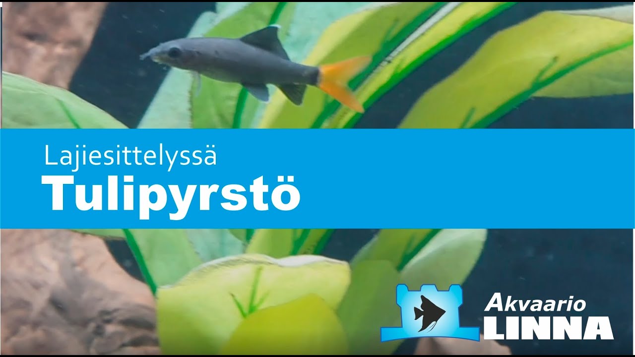 Tulipyrstö | akvaariokalojen hoito |