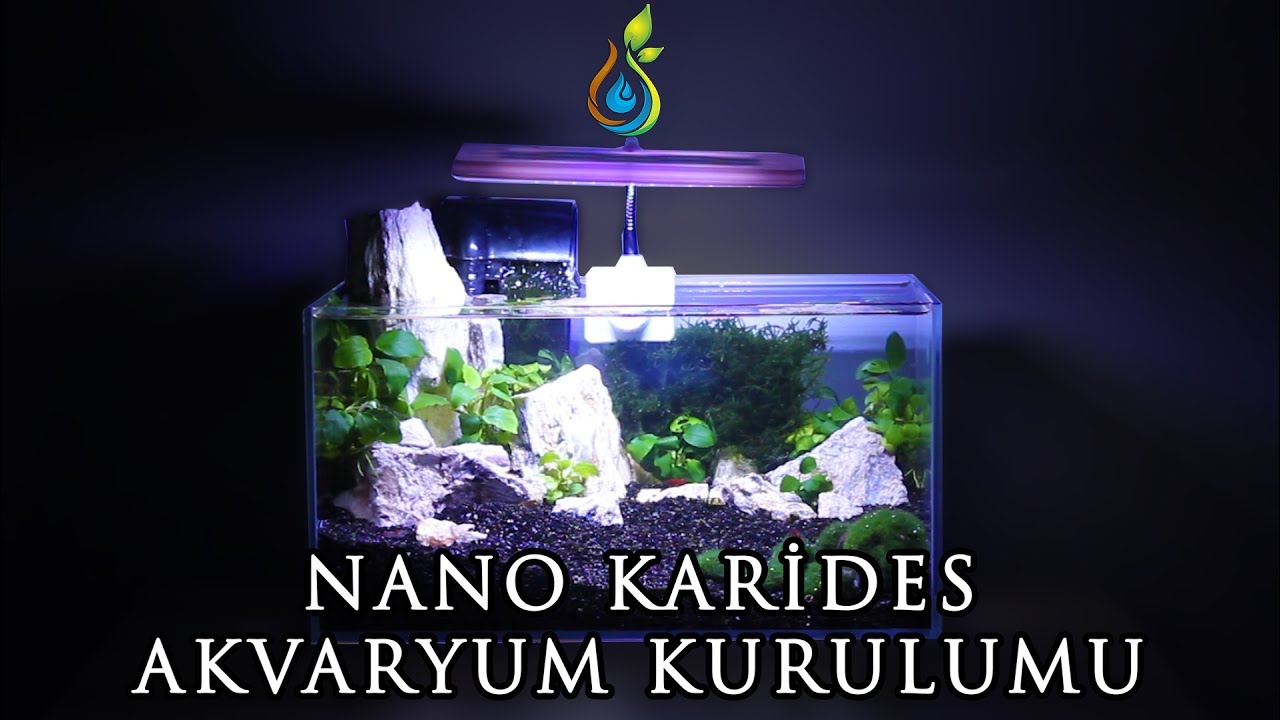 Low Tech Nano Bitkili Karides Akvaryum Kurulumu / Low Tech Nano Planted Shrimp Aquarium Setup
