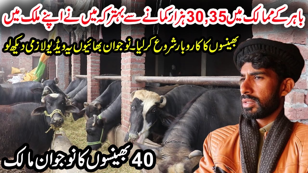 Khalid Dairy Farm | Successful Buffalo Farming Tips | How to Start Dairy Farm | Buffalo Business