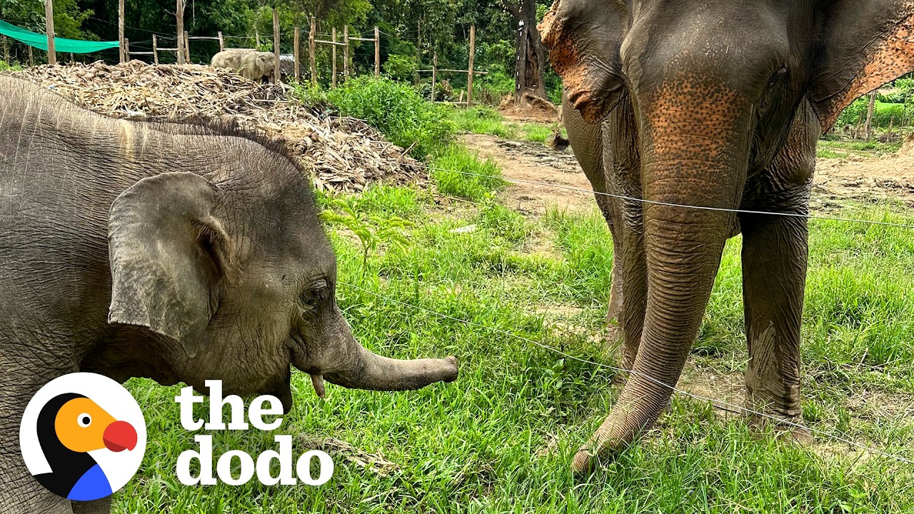 Маленький слонёнок так рад освобождению от цепей | The Dodo