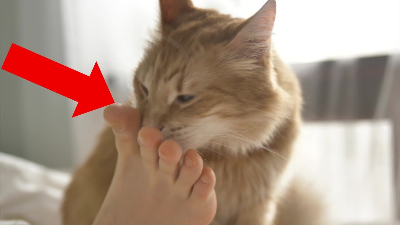 9 Things That Make Your Cat Happy (#9 Is Disgusting but Cute)