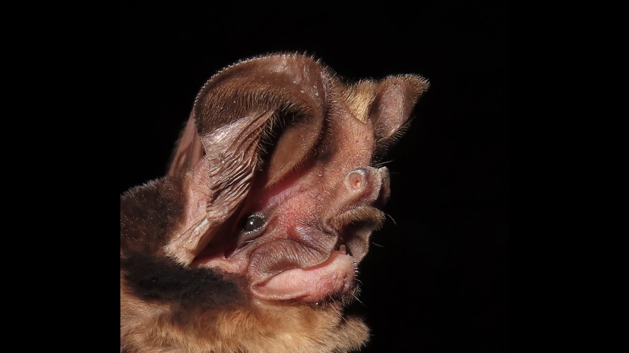 Otomops madagascariensis
