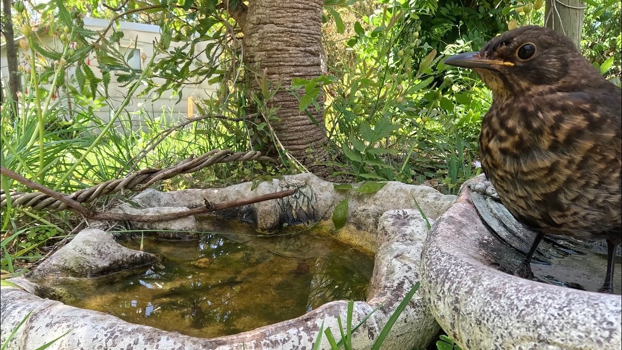 Cute birds cooling off in the birdbath on a hot day