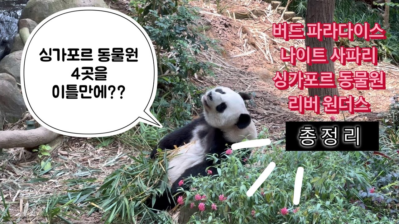 아이들과 싱가포르🇸🇬 버드 파라다이스, 나이트 사파리, 싱가포르 동물원, 리버원더스 🦋🦁🐘 이틀만에 다 간 사람 여기 있어요👋 + 동물원 맛집 포함