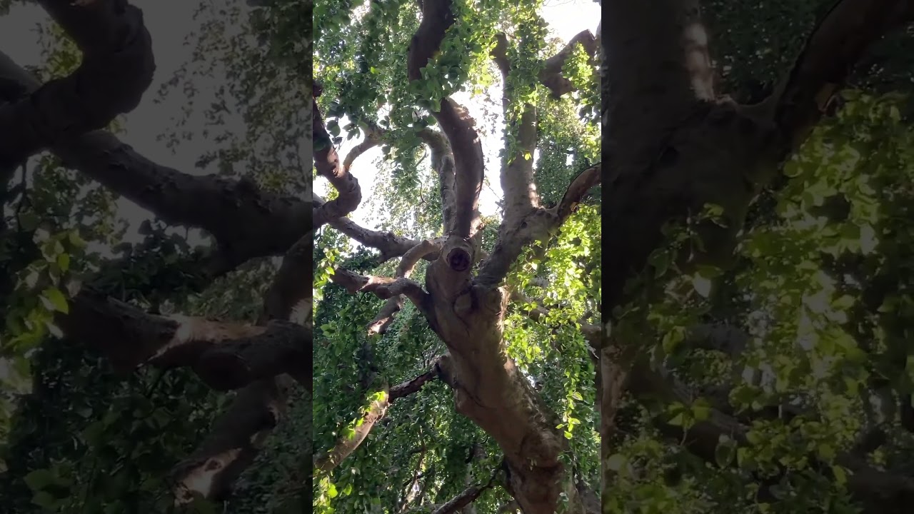 Inside the big tree in the Bayard Cutting Arboretum State Park in Long Island