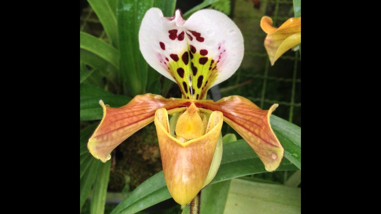 Paphiopedilum Orchid Care Guide 2025 | Best Tips for Healthy Growth & Propagation