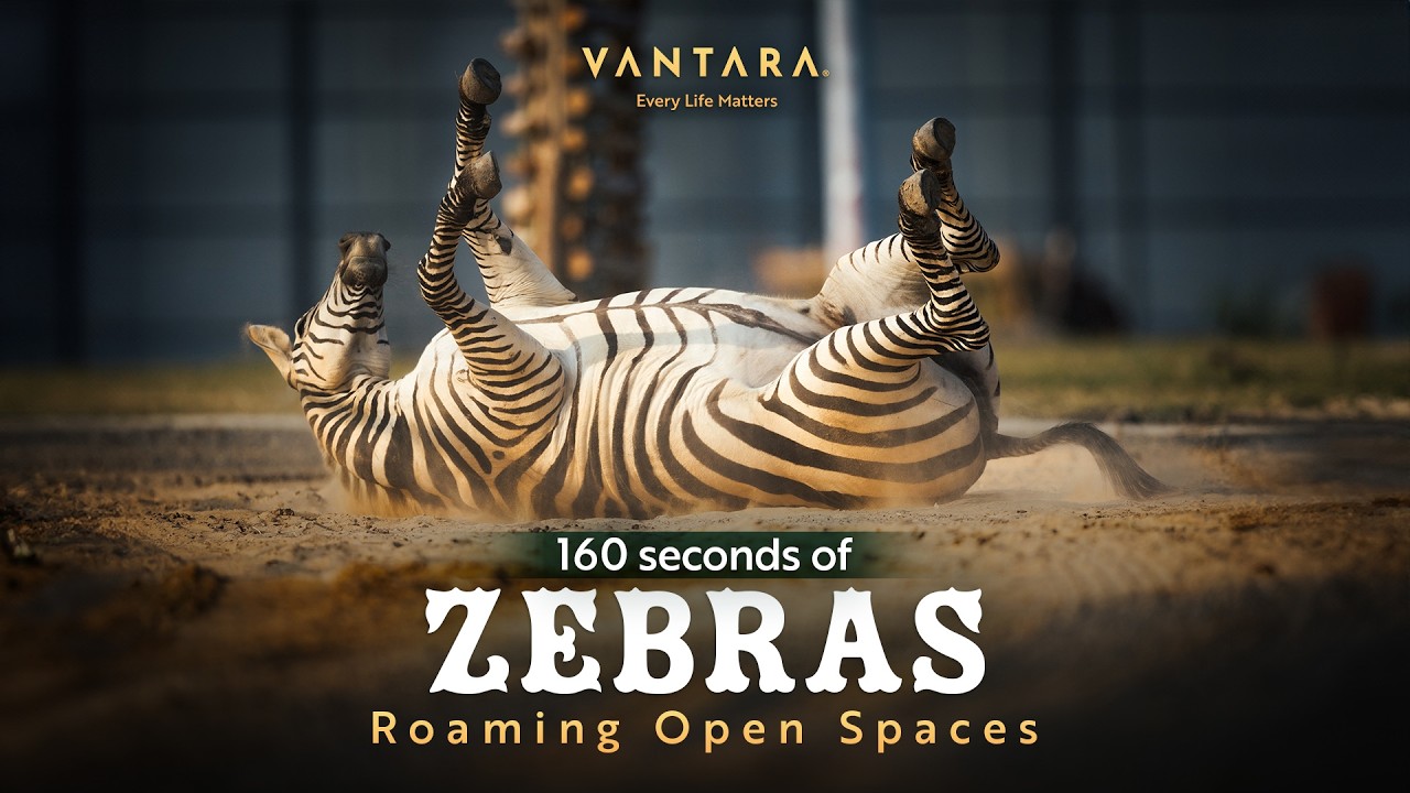 Zebra life, uninterrupted. | Exclusive from Vantara for wildlife enthusiasts