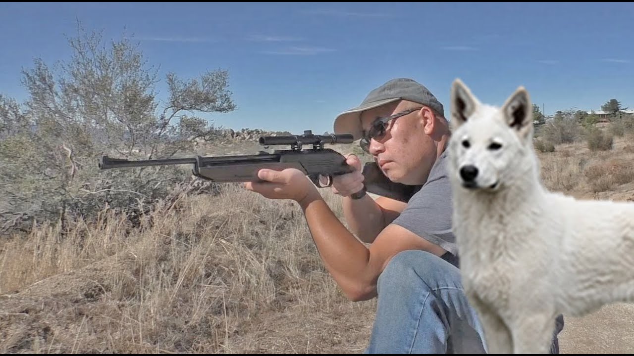 Crosman 760 Pumpmaster Classic 0.177 BBs || Farm Life