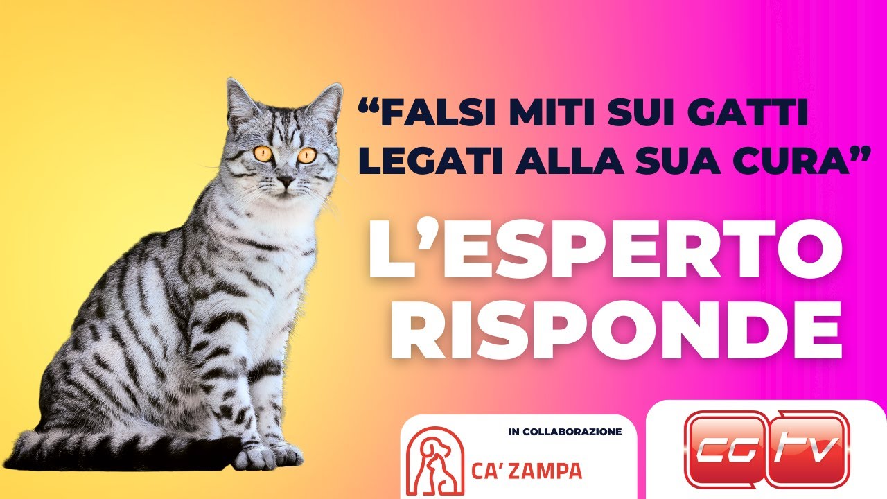 Falsi miti sui gatti legati alla sua cura