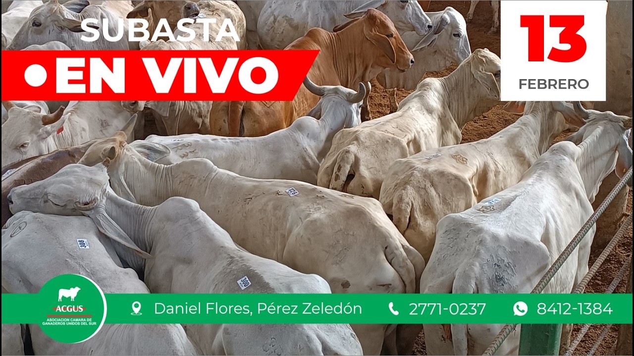 🟥🟥SUBASTA GANADERA | Viernes 13 de febrero del 2026🟥🟥