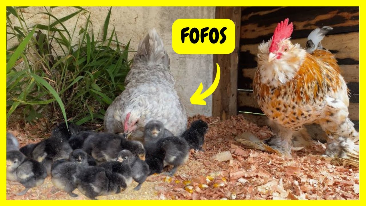 Nasceram os Pintinhos de Galinha Belgian -  Galinha Sedosa do Japão Chocando | Gutejando