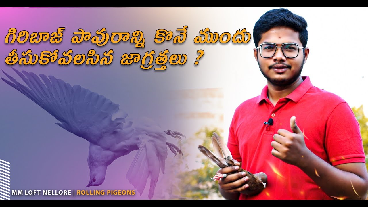 గిరిబాజ్ పావురాన్ని కొనే ముందు తీసుకోవలసిన జాగ్రత్తలు ? | Pigeon Analysis