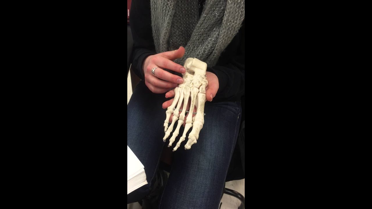 Foot: Metatarsals and Phalanges