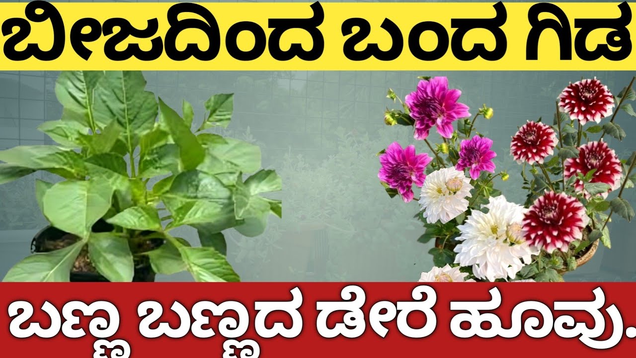 ನನ್ನ ಅನುಭವ//ಟೆರೇಸ್ ತುಂಬಾ ಡೇರೆ ಹೂವುಗಳು//ಬೀಜ ಹಾಕಿದ್ರೆ ಗಿಡ ಬರುತ್ತಾ.//Complete Guidance 