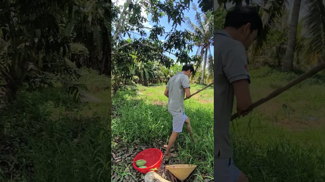 Bẻ xoài ở Vị Thanh 