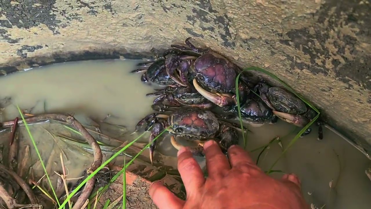 មើលៗសត្វនេះផង