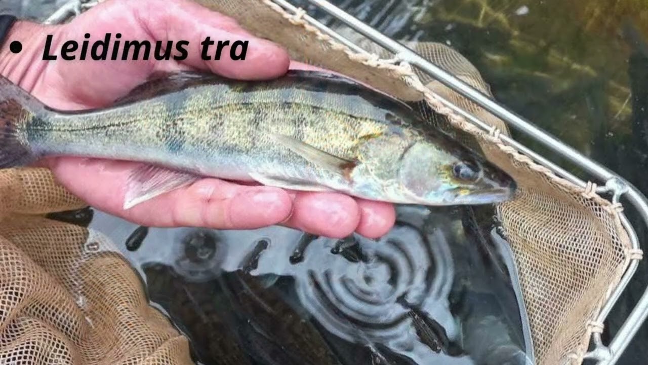 Įžuvinimas, Žuvys, Vandens telkiniai, vandens tvenkiniai