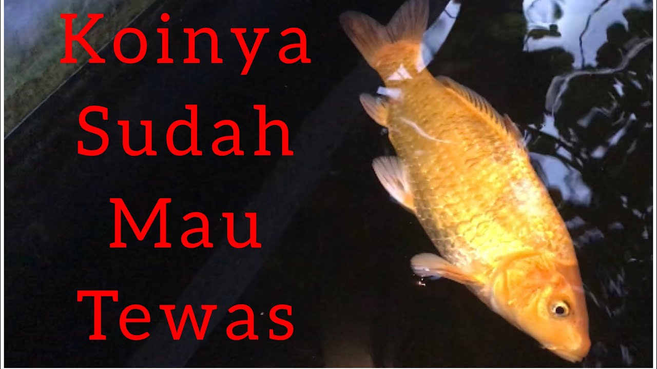 TIPS MENYELAMATKAN IKAN KOI YANG HAMPIR MATI