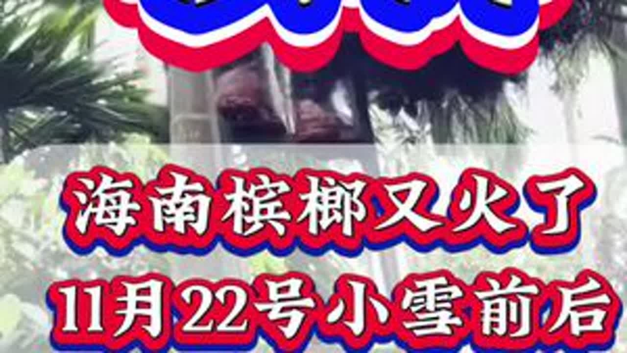 槟榔种植增产管理技术#槟榔种植 #槟榔树 #槟榔高产#海南槟榔#槟榔