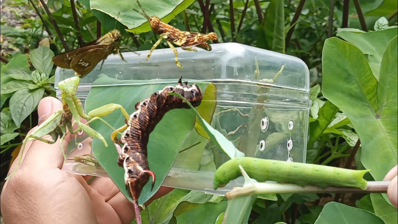 Beautiful insect exploration | observing lizards, catch mantises, hornworms, moths and grasshoppers