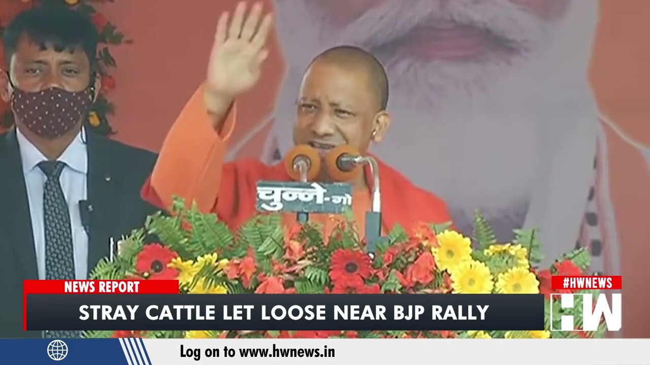 Stray Cattle Let Loose Near BJP Rally | Narendra Modi | Yogi Adityanath | UP Election 2022