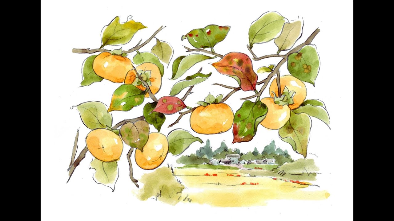 How to draw persimmon