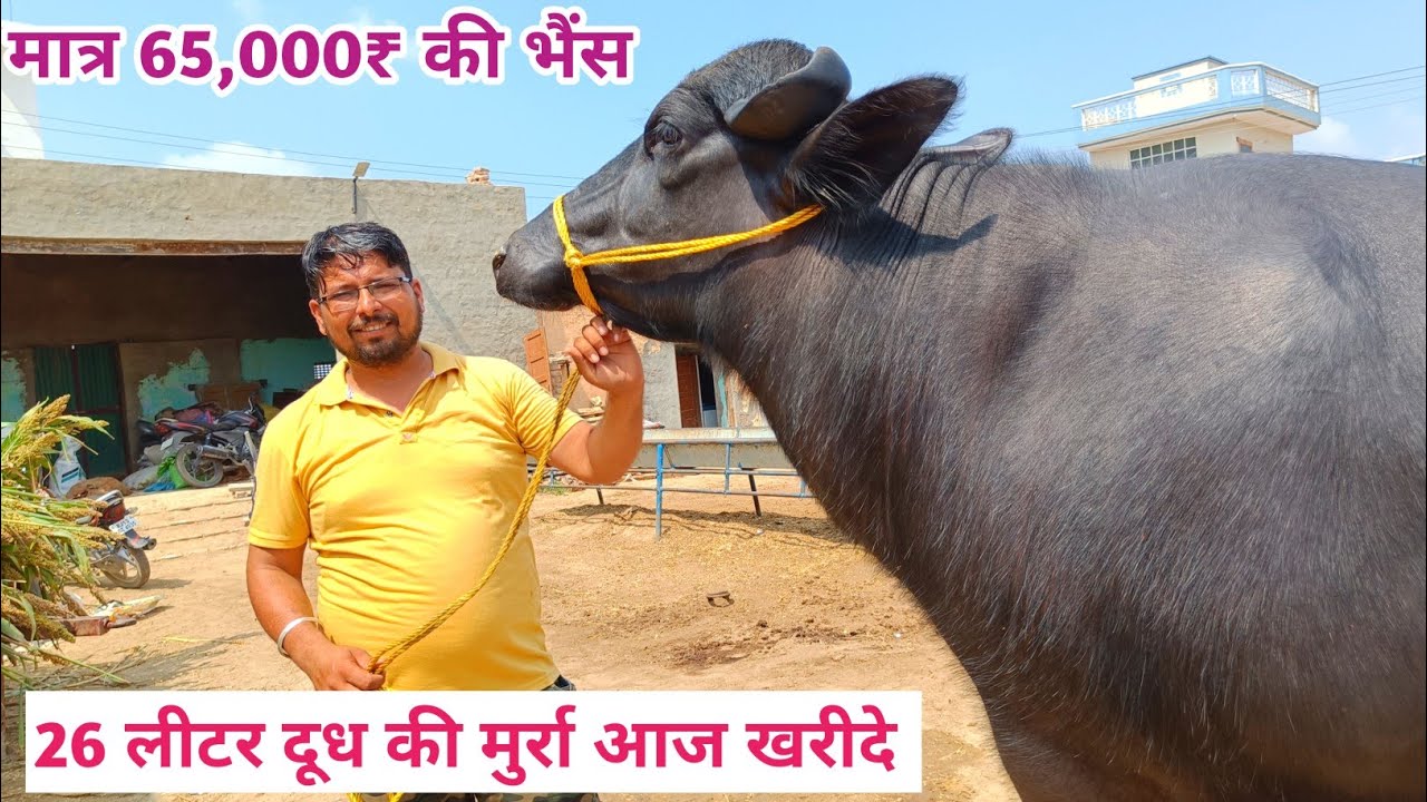 आज खरीदे 26 लीटर दूध वाली मुर्रा भैंस कीमत मात्र 65000₹ शुरू Four Buffalo For Sale Chabra Dairy Farm