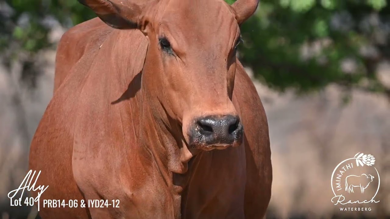 LOT 40 | PRB14-06 | Ally with bull calf IYD24-42