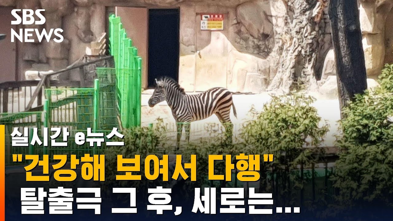 탈출극 그 후&hellip;어린이대공원으로 돌아온 '세로' 근황 / SBS / 실시간 e뉴스