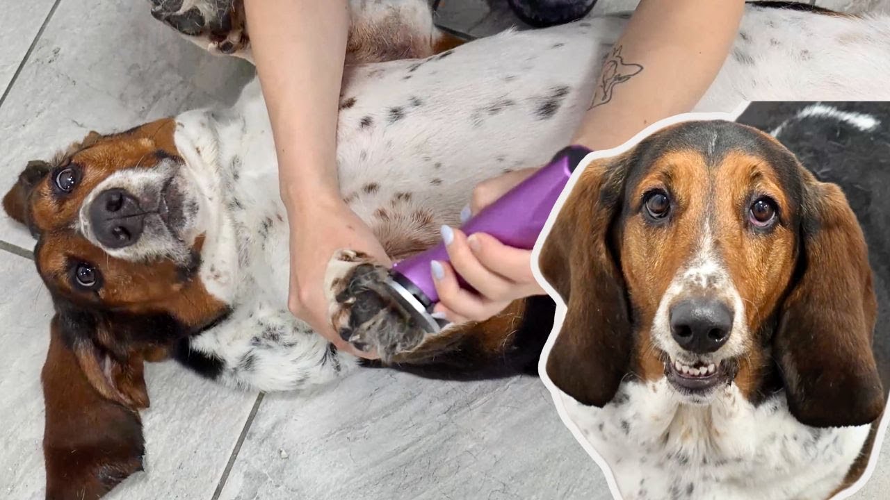 Two absolutely hilarious Basset Hounds made my day 😂