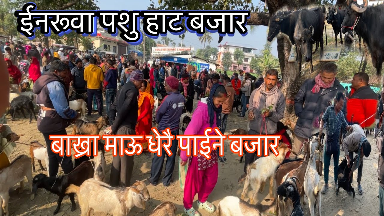 INARUWA PASU BAZAR SUNSARI,बाख्राको माउ धेरै पाईने बजार🐐Goats Market In Nepal#youtube#nambindb