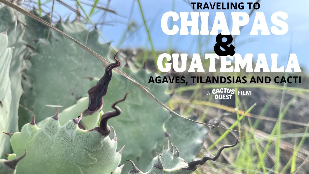 Botanizing in Southern Chiapas and Guatemala with two world renowned Agave experts.