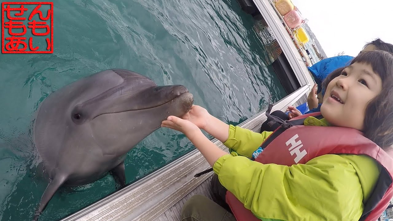イルカとあそぶせんもも Dolphin Quest