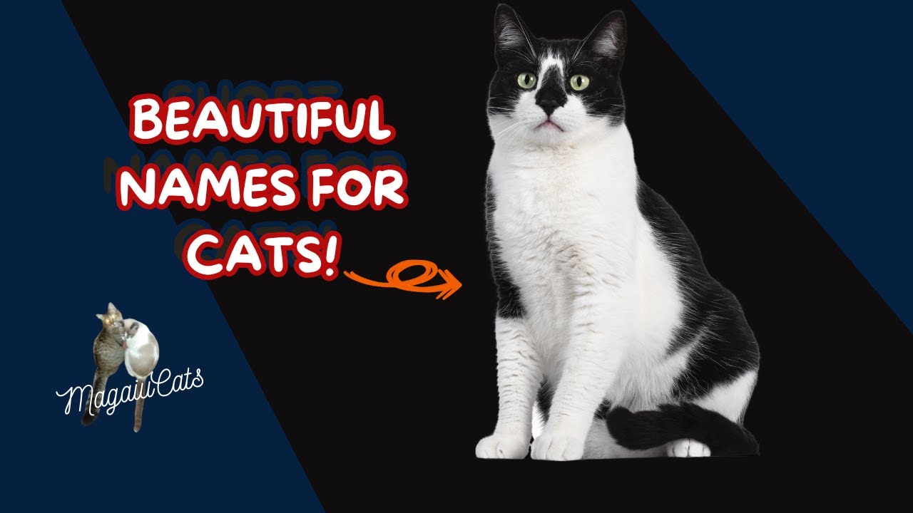 Name ideas for cute white and black cats!