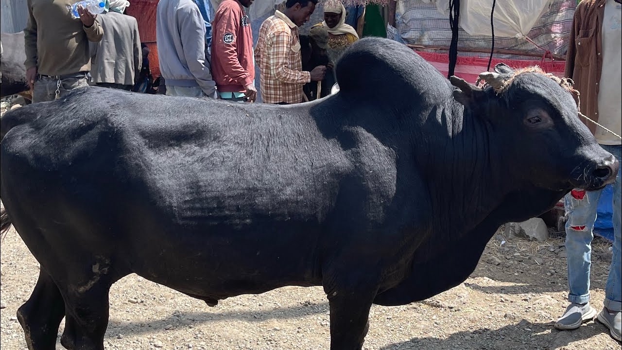 የገና በዓል የበሬ ገበያ በሰንዳፋ Christmas cattle market in Sandafa city (2018)