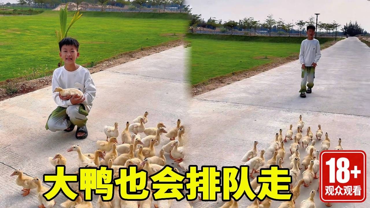 大鸭也是会跟我走哦，排队走起来真可爱，有点遗憾它们不会跳舞呢！！