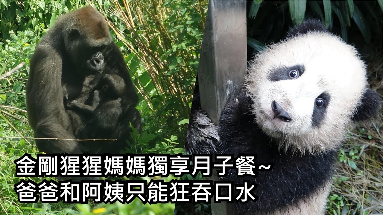金剛猩猩媽媽獨享月子餐~爸爸和阿姨只能狂吞口水/圓寶成長日記:泥巴熊圓寶玩耍囉~