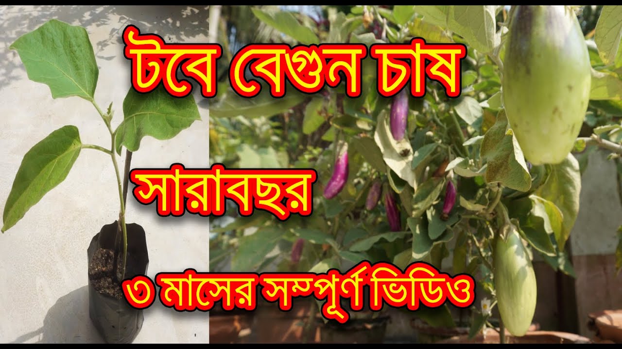 টবে বেগুন চাষ ( সারাবছর ) করার সহজ এবং সম্পূর্ণ পদ্ধতি / Grow  brinjal ( eggplants ) easily at home