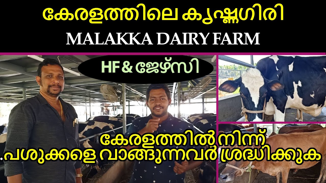 വിലസഹിതം കേരളത്തിലെ ഏറ്റവും നല്ല കൃഷ്ണഗിരി  H.F, ജേഴ്‌സി പശുക്കൾ | Pashu Valarthal | Dairy Farm