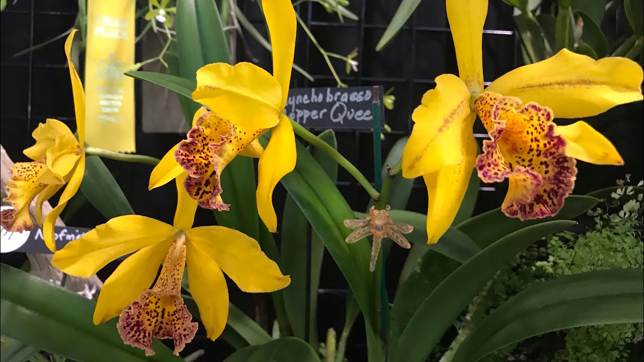 63rd Annual Central Florida Orchid Society Orchid Hunt Show and Sale