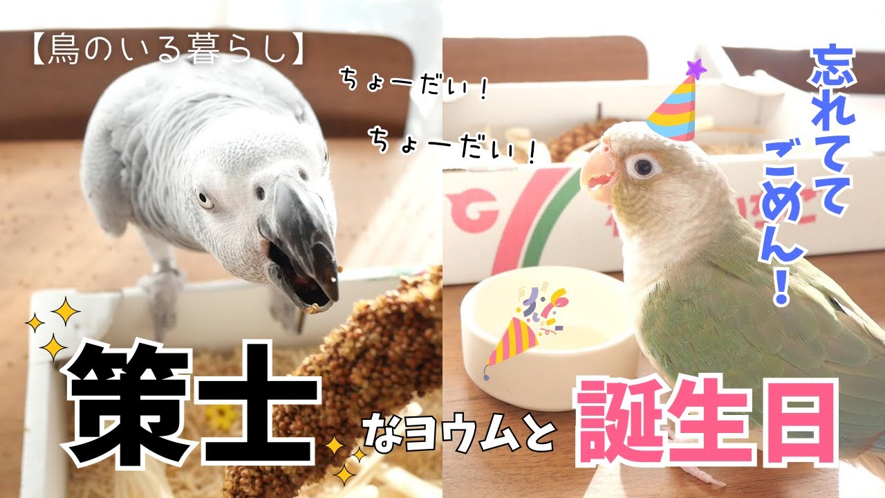 【誕生日】忘れててごめん！食べたい圧が強すぎる策士なヨウム【鳥のいる暮らし】