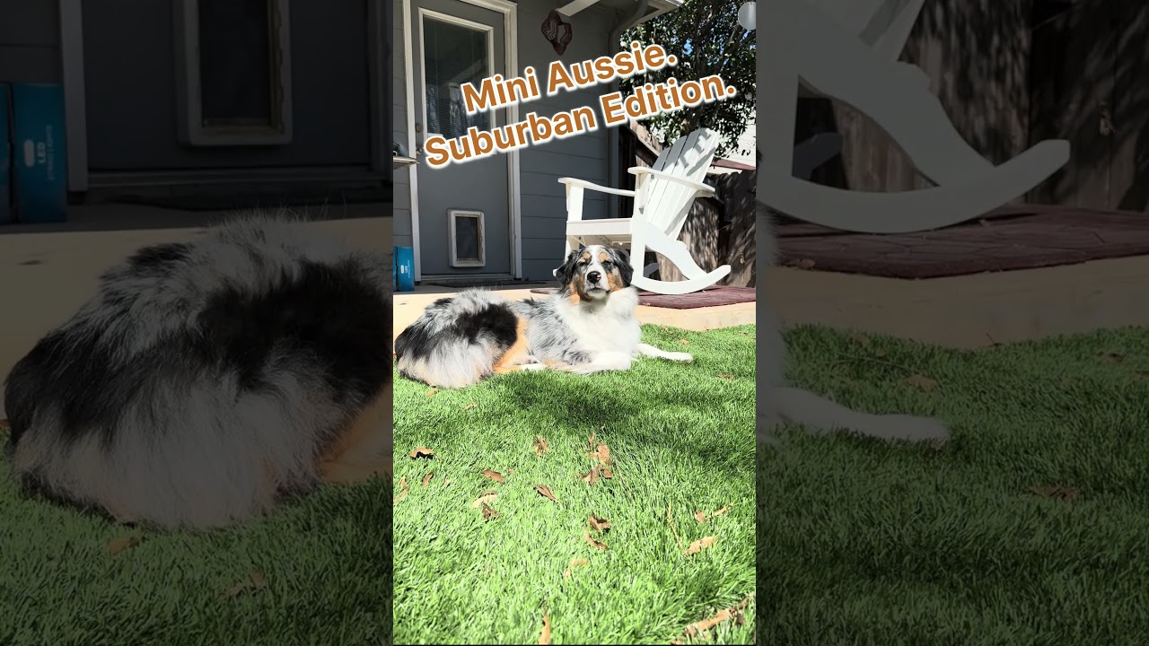 Mini Aussie. Suburban Edition. 🐾