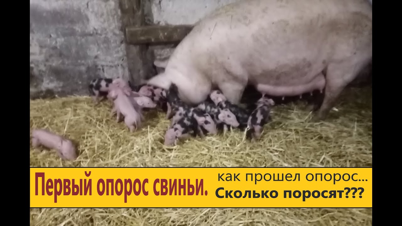 Опорос у свиньи,это был первый опорос. Как прошел опорос и сколько поросят привела!?!?
